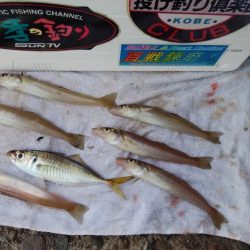 播磨新島で落ちギス釣り