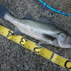 朝練ダート釣法がアジャストしました