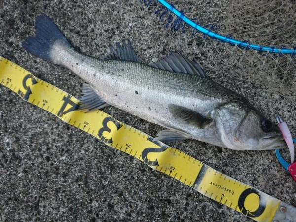 朝練ダート釣法がアジャストしました