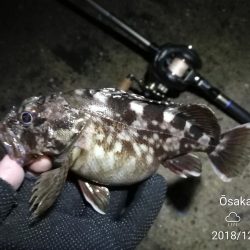 南港カモメ大橋ヘチ釣行 （霧雨降るかもめで ガシラ、ハゼ、シーバス　釣果有り）