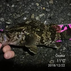 南港フェリーヘチ釣り （タケノコメバル 22cm、ガシラ 釣果有り）