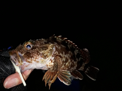 釣り納め