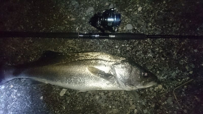 仁淀川河口サーフショアジギング