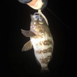 電気ウキ流し釣り