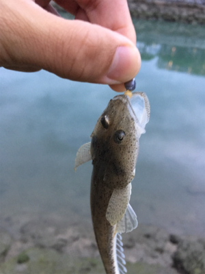 40分釣行コチ1匹