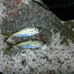 釣り納め釣行