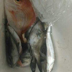 宮津湾内にて船釣り