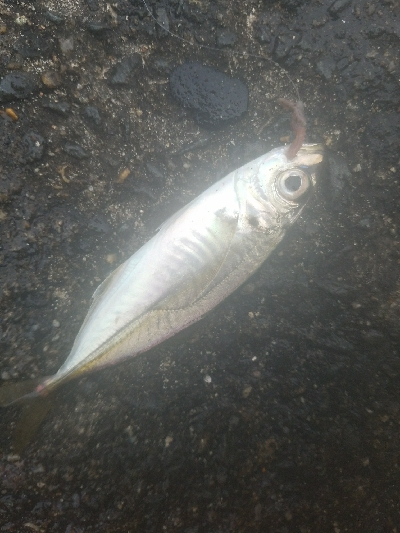 グレ釣り　～良く釣れた♪アジも出た♪～