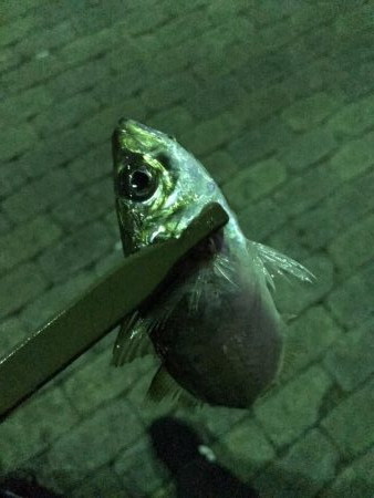 まだまだ釣れる芦屋浜アジング