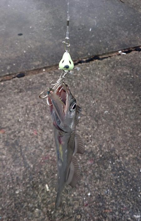 今日も泉大津にてタチウオ釣行