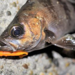 富浦新港にてメバル釣り