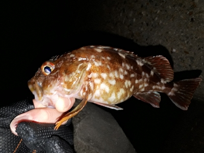 釣り納め