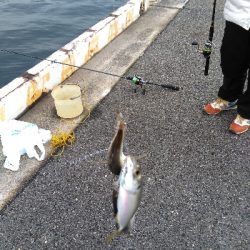 今年の釣納めはアジ