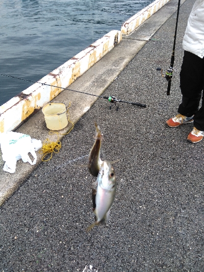 今年の釣納めはアジ