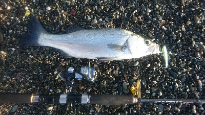 仁淀川河口サーフショアジギング