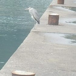 グレ釣り　～良く釣れた♪アジも出た♪～