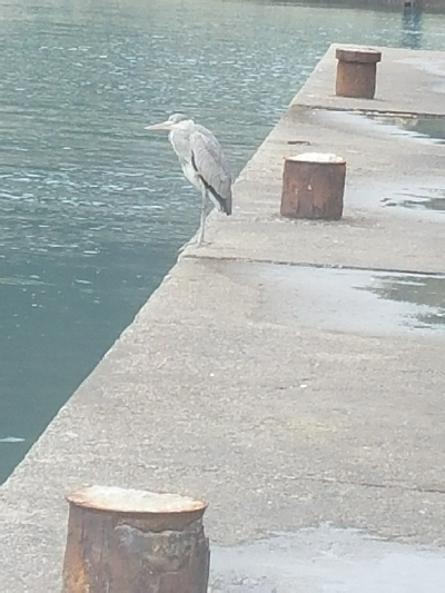 グレ釣り　～良く釣れた♪アジも出た♪～