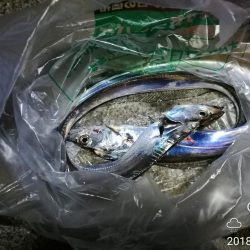 南港フェリーヘチ釣り （タチウオ釣り ２本だけ 釣果有り）