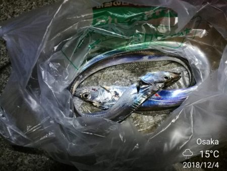 南港フェリーヘチ釣り （タチウオ釣り ２本だけ 釣果有り）