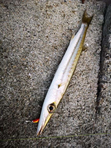 早朝の沖縄！長い魚だけヒットです。
