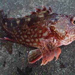 大晦日の朝練シーバス&ガシラ捕獲成功