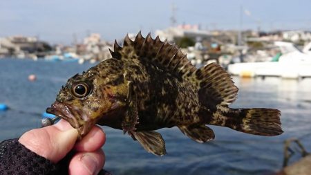 釣り納め・でかアイナメ