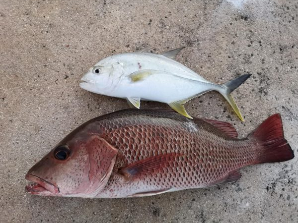 鹿児島県で釣れたゴマフエダイの釣り・釣果情報 - アングラーズ
