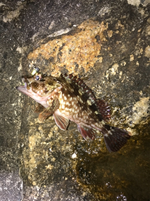 チビしか釣れずメバリング