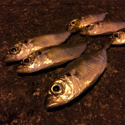 大阪湾奥アジング 釣り納め