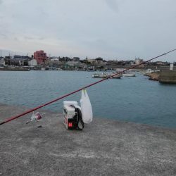 江井ヶ島漁港へ落ちギス釣査