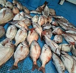 フィッシングガイド りょう 釣果