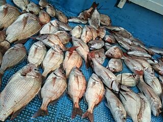 フィッシングガイド りょう 釣果