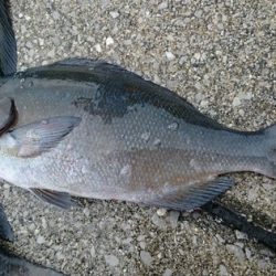 しば渡船 釣果