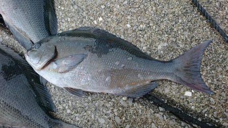 しば渡船 釣果