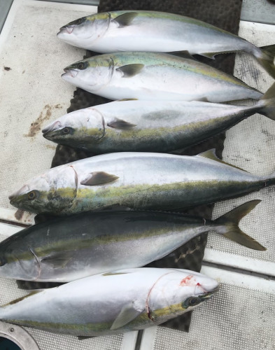 釣船 浦島太郎 釣果