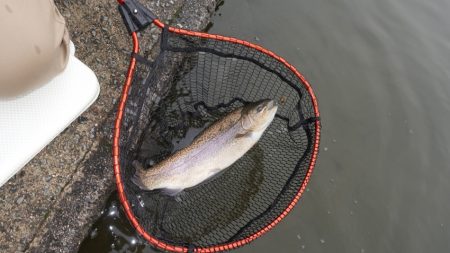 フィッシングレイクたかみや 釣果