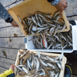 荒川屋 釣果