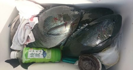 しば渡船 釣果