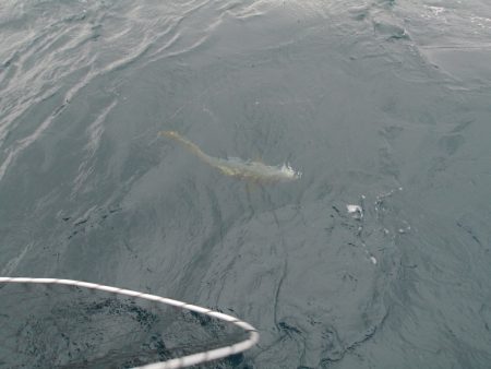 松鶴丸 釣果