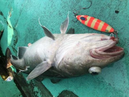 広進丸 釣果