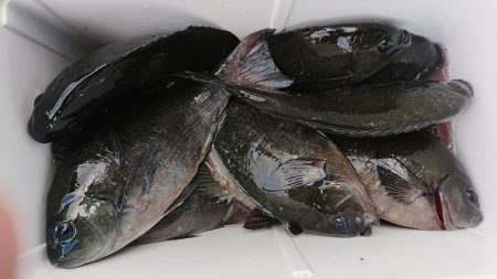 伊豆下田フィッシング 釣果