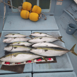 清和丸 釣果