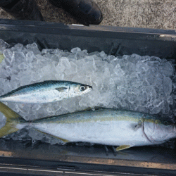 清和丸 釣果