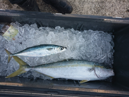 清和丸 釣果