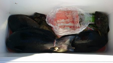 しば渡船 釣果