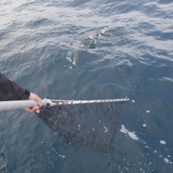 松鶴丸 釣果