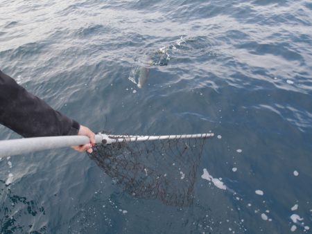 松鶴丸 釣果