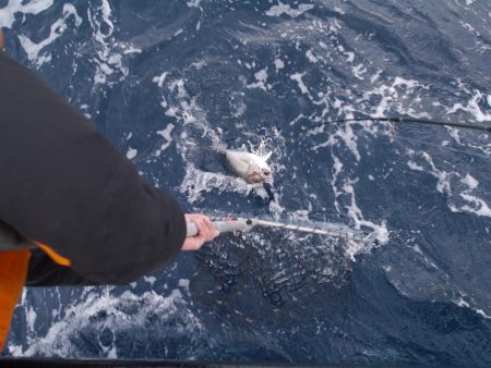 松鶴丸 釣果