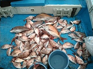 フィッシングガイド りょう 釣果