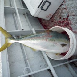 浅間丸 釣果